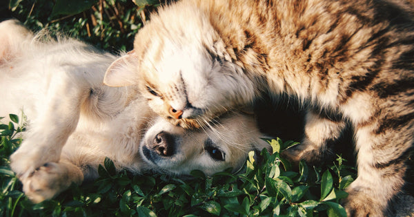 Common Allergies in Dogs and Cats: What Pet Parents Need to Know