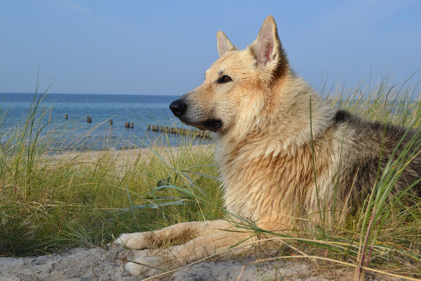 Planning Holidays with your Pet