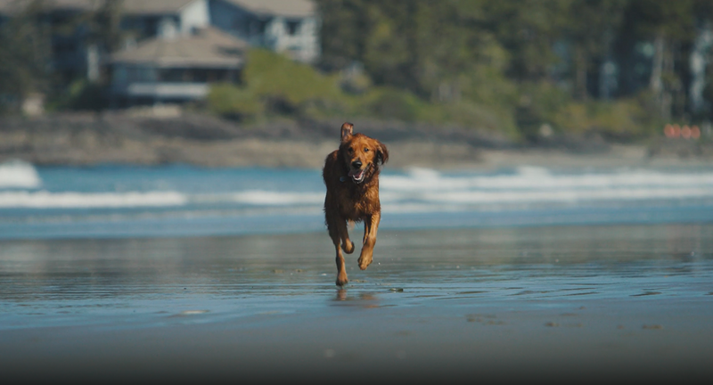 a wet dog running on the beach after swimming, the perfect environment for an ear infection which malacetic aural ear cleaner would help
