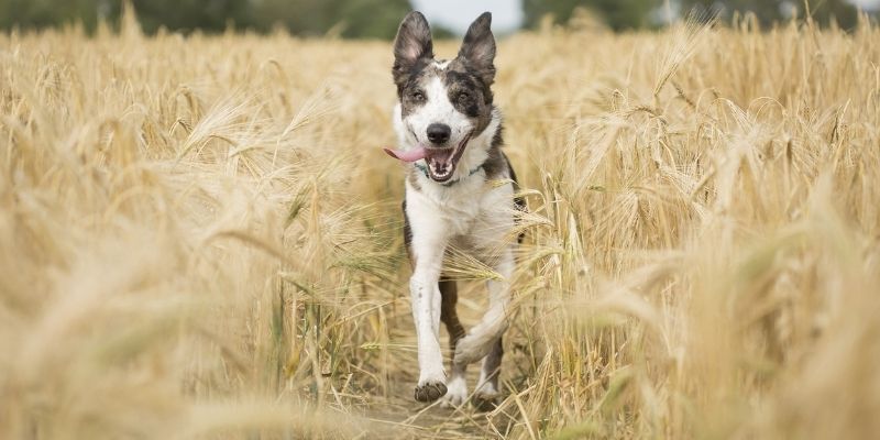 Stay Flea Safe This Flea Season