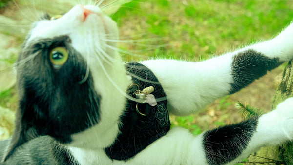 🐱 My Cat Keeps Getting Diarrhoea—Could It Be Their Food?