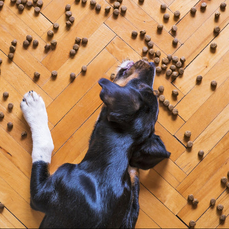 Pet Remedies - Dog food & digestion