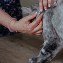 Prevexto Flea & Tick Collar for Cats