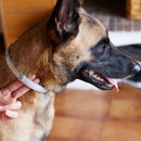 Prevexto Flea & Tick Collar for Dogs <8kg
